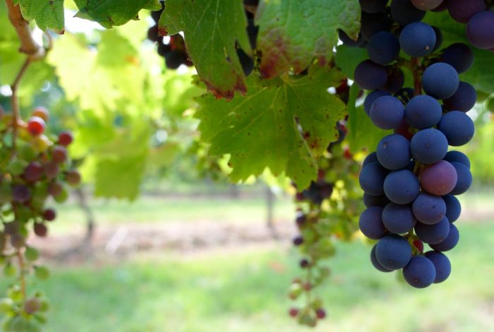 Grapes
